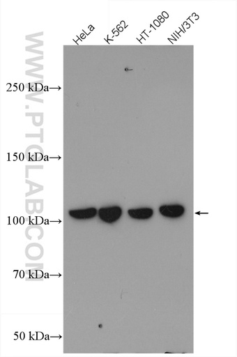 [27917-1-AP-20UL] CRM1 Polyclonal antibody
