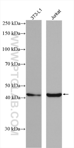 [27935-1-AP-150UL] WNT1 Polyclonal antibody