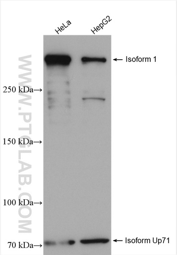 [27948-1-AP-150UL] UTRN Polyclonal antibody