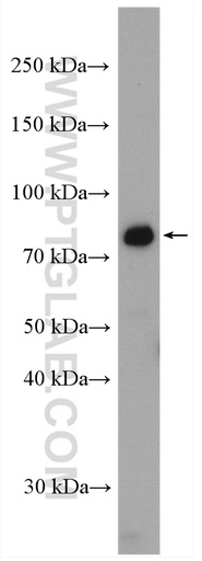 [27963-1-AP-150UL] CXXC1 Polyclonal antibody