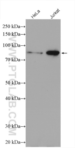 [27975-1-AP-150UL] ZBTB24 Polyclonal antibody