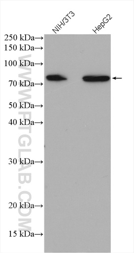 [27981-1-AP-150UL] ABLIM3 Polyclonal antibody