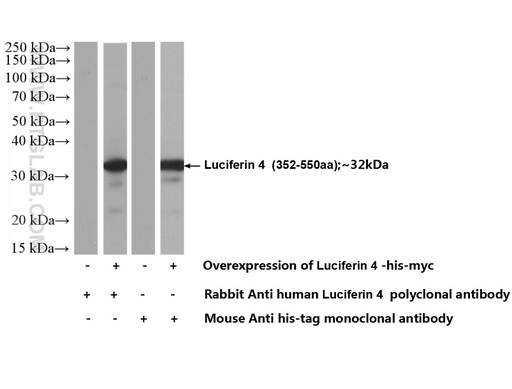 [27986-1-AP-150UL] Luciferase Polyclonal antibody