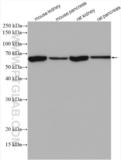 [27991-1-AP-20UL] KLKB1 Polyclonal antibody