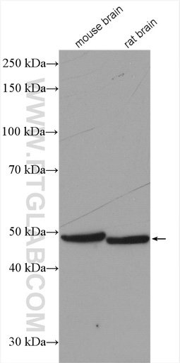 [27994-1-AP-150UL] MAGT1 Polyclonal antibody