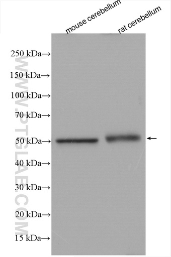 [28009-1-AP-20UL] TUBG2 Polyclonal antibody