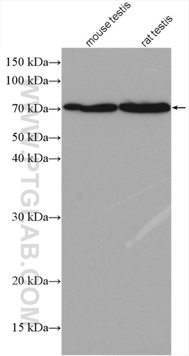 [28010-1-AP-150UL] SPESP1 Polyclonal antibody