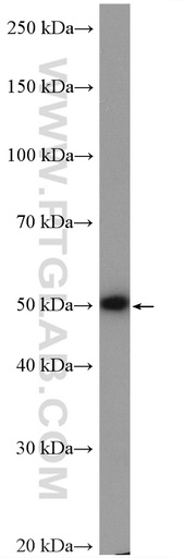 [28025-1-AP-20UL] C2orf56 Polyclonal antibody