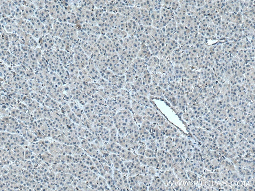 [28028-1-AP-150UL] PLSCR3 Polyclonal antibody