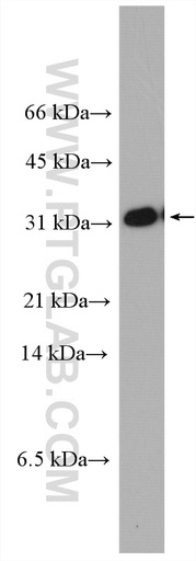[28044-1-AP-20UL] TMUB2 Polyclonal antibody