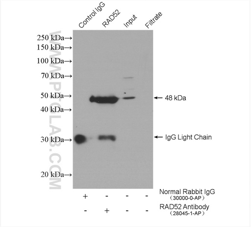 [28045-1-AP-150UL] RAD52 Polyclonal antibody