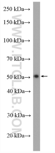 [28053-1-AP-20UL] PPARD Polyclonal antibody