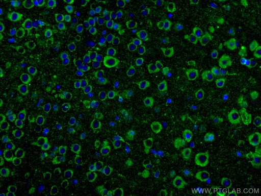 [28061-1-AP-20UL] FAM135B Polyclonal antibody