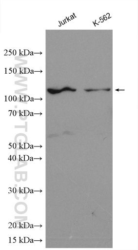 [28062-1-AP-20UL] CCDC45 Polyclonal antibody
