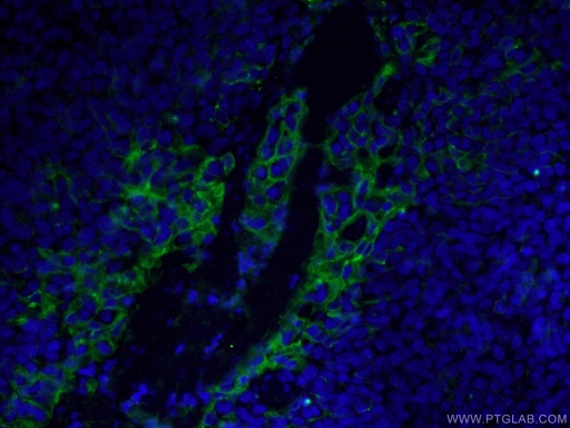 [28076-1-AP-20UL] PD-L1/CD274 (C-terminal) Polyclonal antibody
