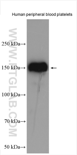 [28086-1-AP-150UL] PEAR1 Polyclonal antibody