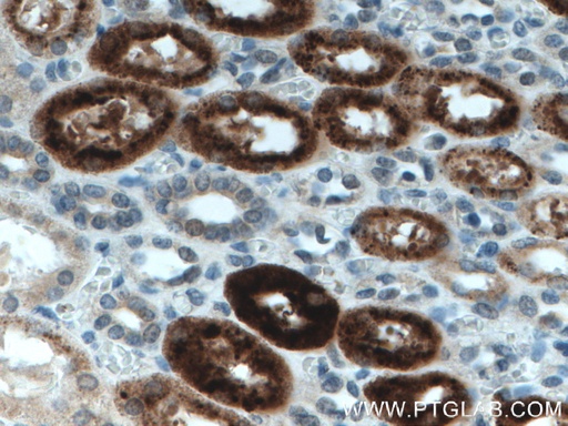 [28100-1-AP-20UL] KL Polyclonal antibody