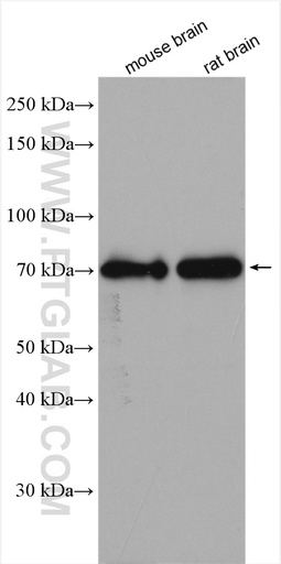 [28102-1-AP-150UL] SLC38A5 Polyclonal antibody