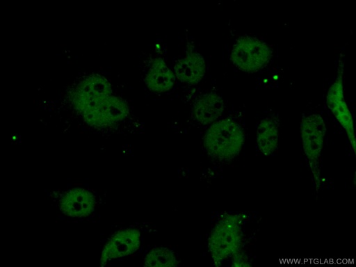 [28106-1-AP-20UL] LIMD1 Polyclonal antibody