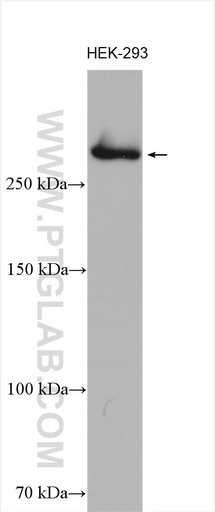 [28142-1-AP-150UL] CENPE Polyclonal antibody