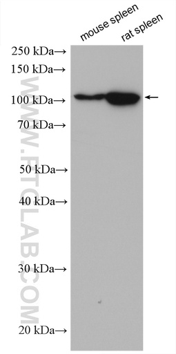 [28151-1-AP-150UL] PTPRK Polyclonal antibody