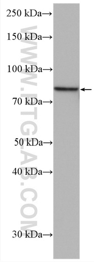 [28154-1-AP-20UL] PLEKHH3 Polyclonal antibody