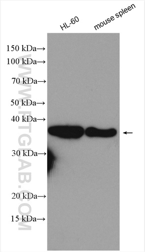 [28155-1-AP-150UL] ARGLU1 Polyclonal antibody