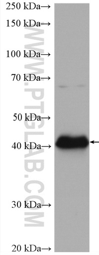 [28158-1-AP-20UL] CD40 Polyclonal antibody