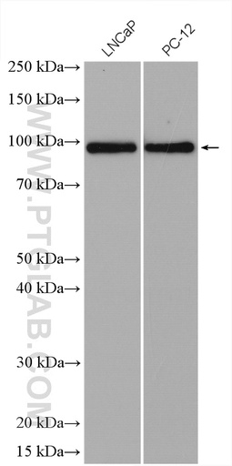 [28162-1-AP-150UL] RASEF Polyclonal antibody