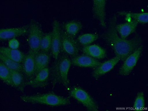 [28178-1-AP-20UL] CDC123/C10orf7 Polyclonal antibody