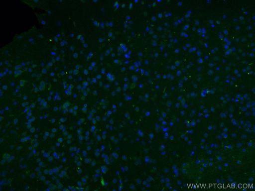 [28180-1-AP-20UL] NET1 Polyclonal antibody