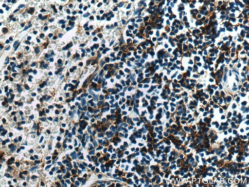 [28187-1-AP-150UL] NCF1 Polyclonal antibody