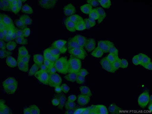 [28205-1-AP-150UL] BDNF Polyclonal antibody