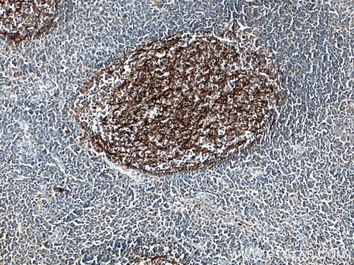 [28206-1-AP-20UL] CD21 Polyclonal antibody