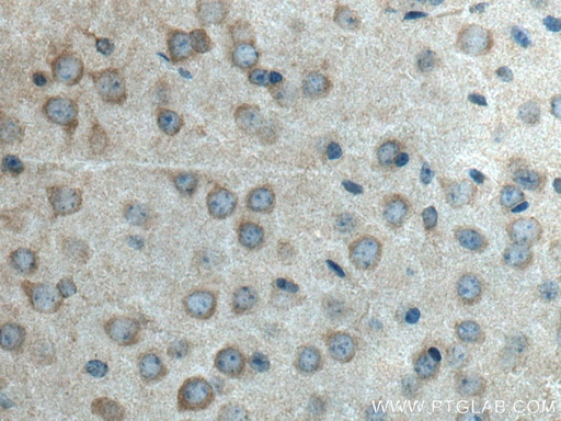 [28221-1-AP-20UL] HTR5A Polyclonal antibody