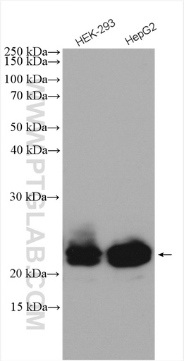 [28240-1-AP-20UL] RAB43 Polyclonal antibody