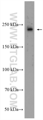 [28241-1-AP-150UL] BZRAP1 Polyclonal antibody