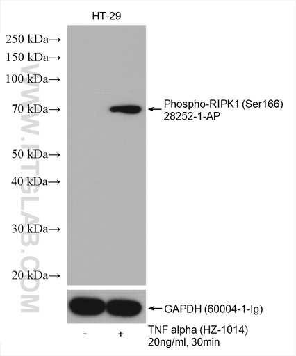 [28252-1-AP-100UL] Phospho-RIPK1 (Ser166) Polyclonal antibody