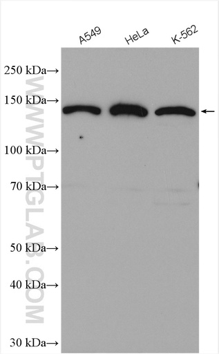 [28268-1-AP-20UL] CTC1 Polyclonal antibody