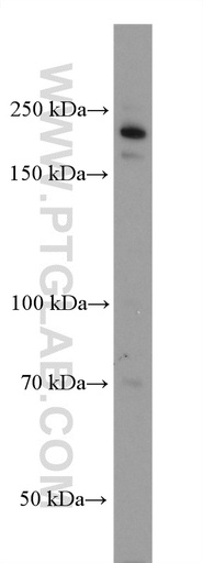 [28272-1-AP-20UL] GLI3 Polyclonal antibody