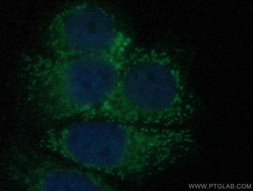 [28274-1-AP-150UL] RAB17 Polyclonal antibody