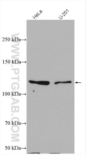 [28289-1-AP-20UL] IPO7 Polyclonal antibody