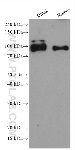[28304-1-AP-20UL] CD180 Polyclonal antibody