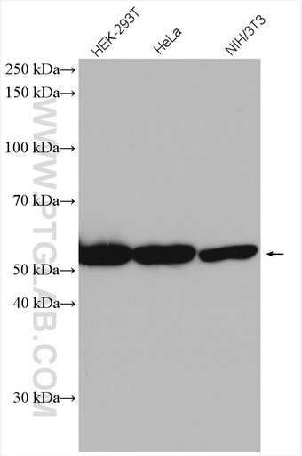 [28319-1-AP-150UL] BYSL Polyclonal antibody