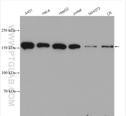 [28347-1-AP-150UL] EEA1 Polyclonal antibody
