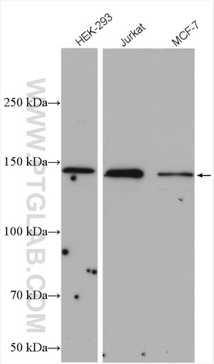 [28362-1-AP-150UL] PLCG1 Polyclonal antibody