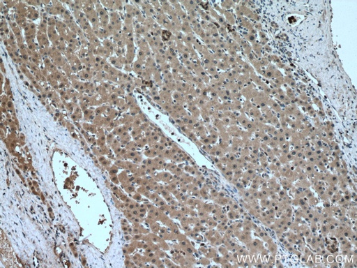 [28363-1-AP-20UL] MAEA Polyclonal antibody
