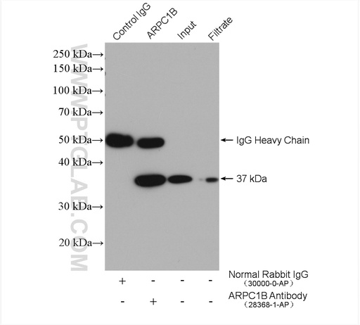 [28368-1-AP-20UL] ARPC1B Polyclonal antibody
