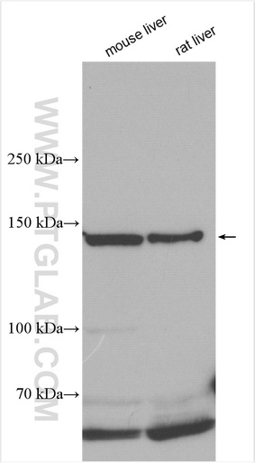 [28380-1-AP-150UL] FNIP1 Polyclonal antibody