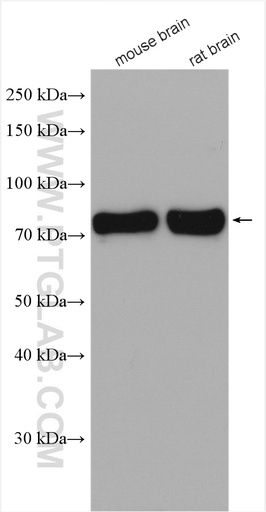 [28392-1-AP-150UL] TRIM3 Polyclonal antibody